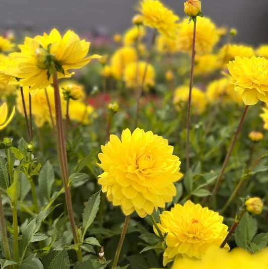 Dahlia American Sun