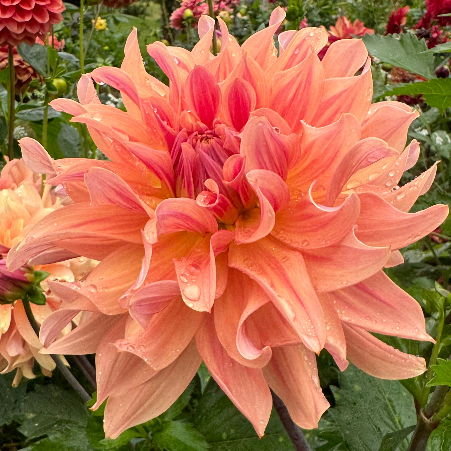 Dahlia Apricot Fire