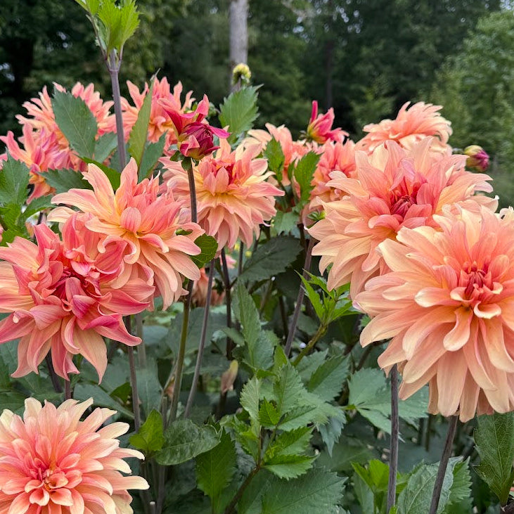 Dahlia Apricot Fire