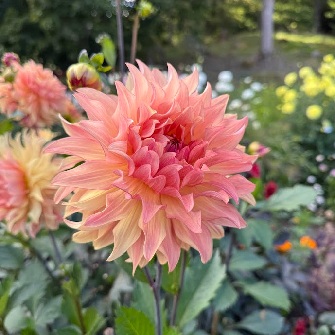 Dahlia Apricot Fire