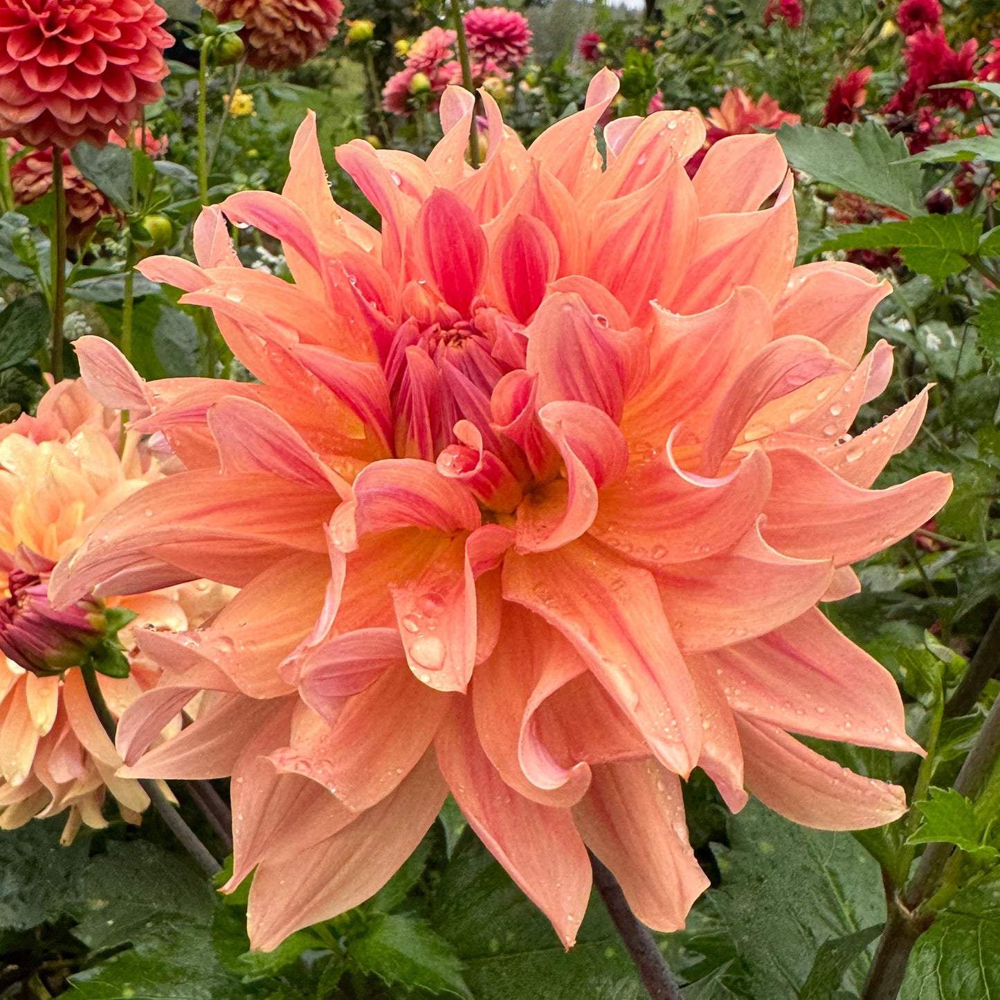 Dahlia Apricot Fire