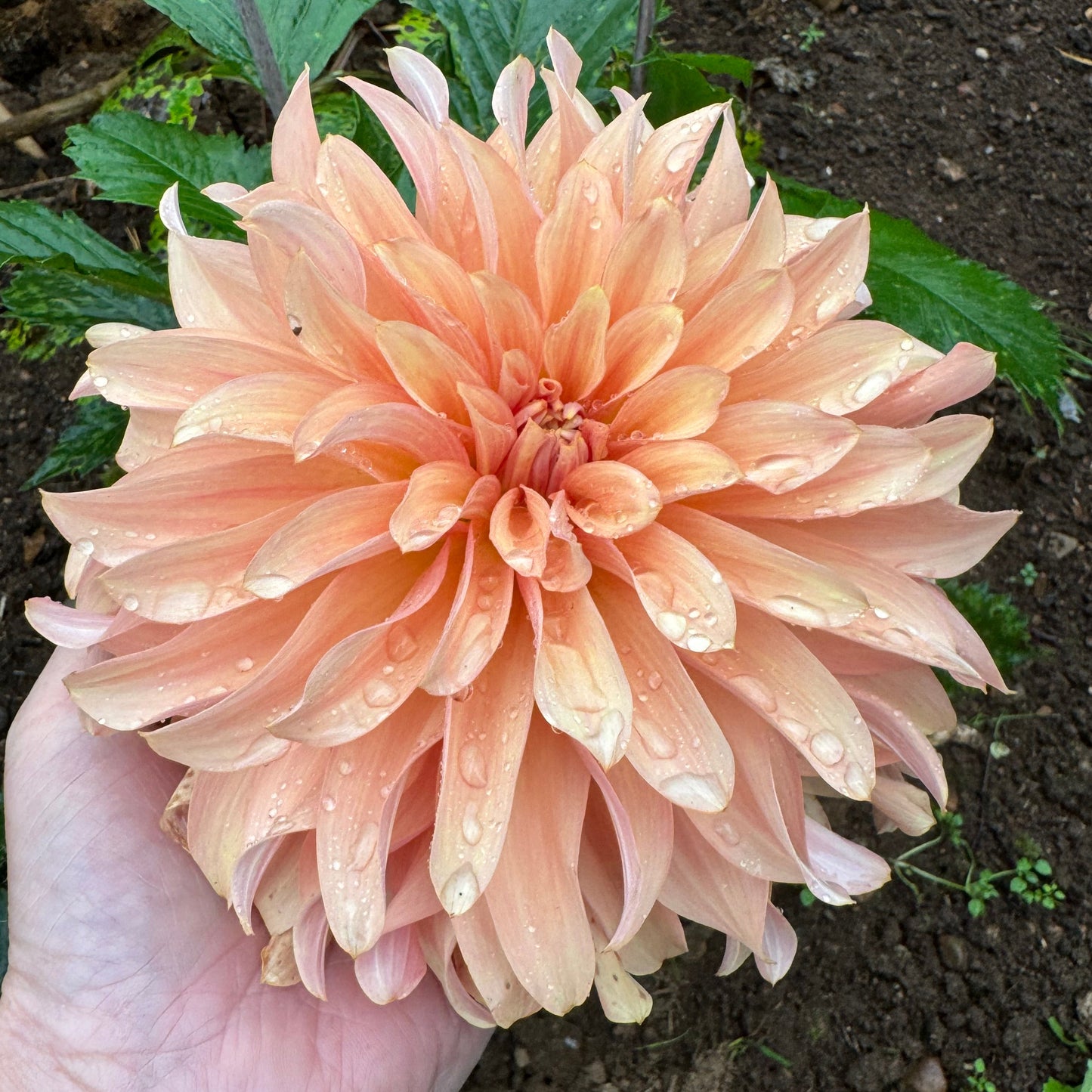 Dahlia Apricot Fire