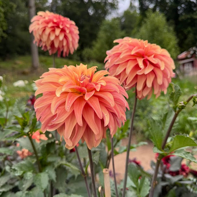 Dahlia Apricot Fire