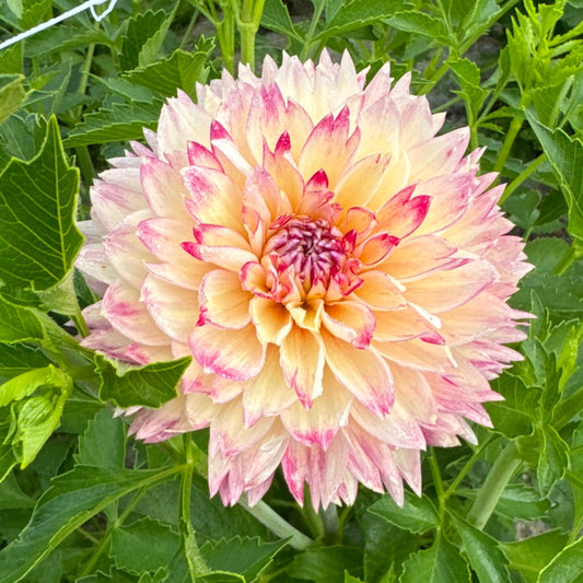 Dahlia Ariko Aphrodite