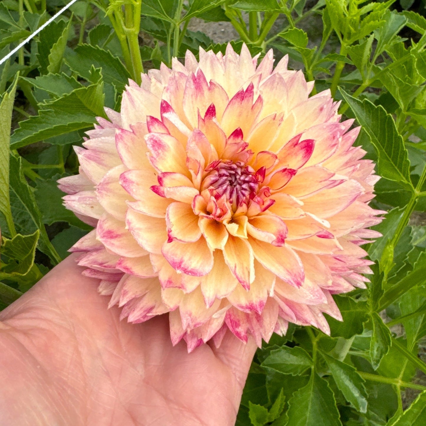 Dahlia Ariko Aphrodite