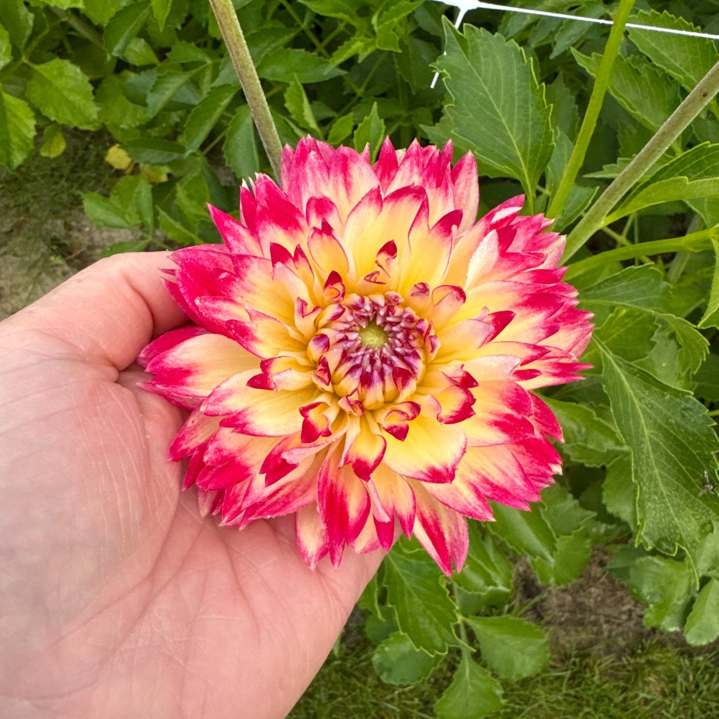 Dahlia Ariko Aphrodite
