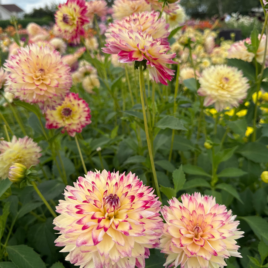 Dahlia Ariko Aphrodite