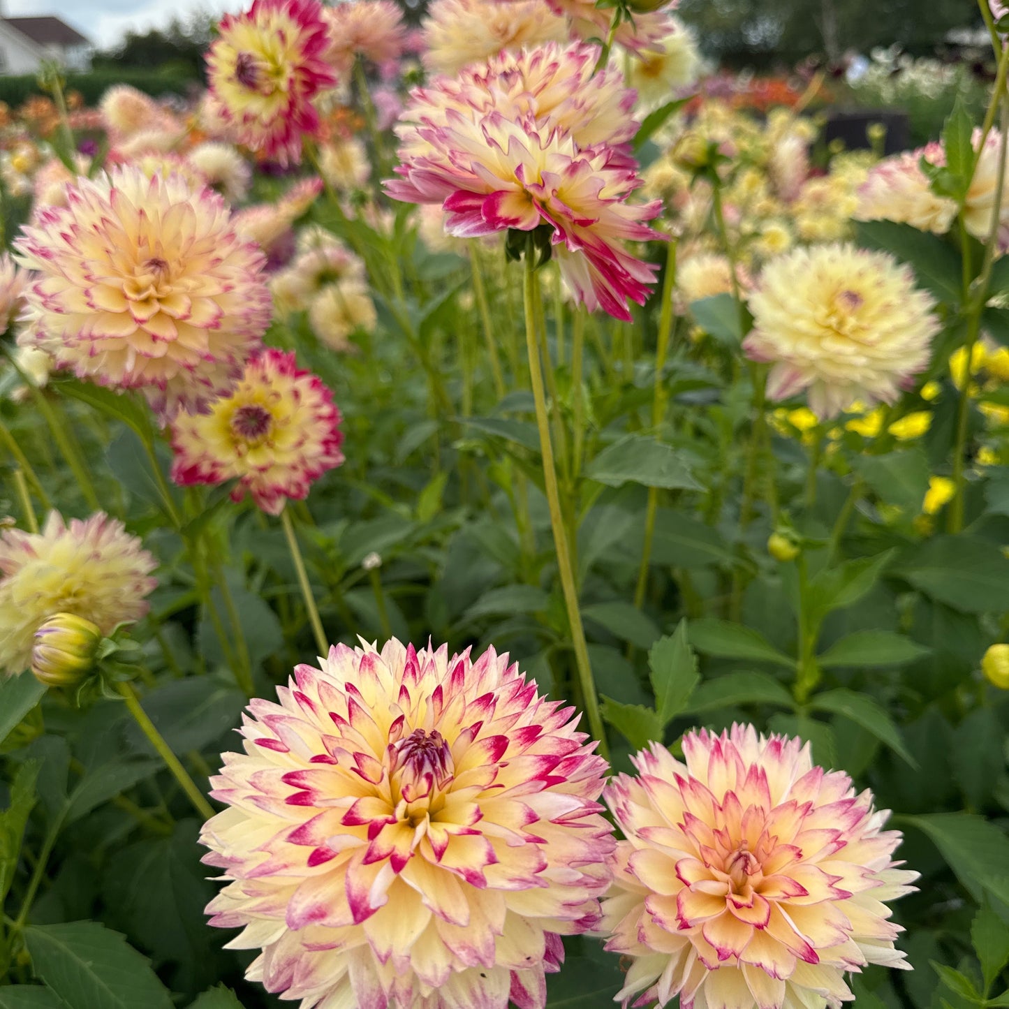Dahlia Ariko Aphrodite