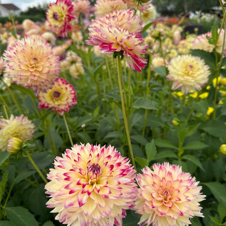 Dahlia Ariko Aphrodite