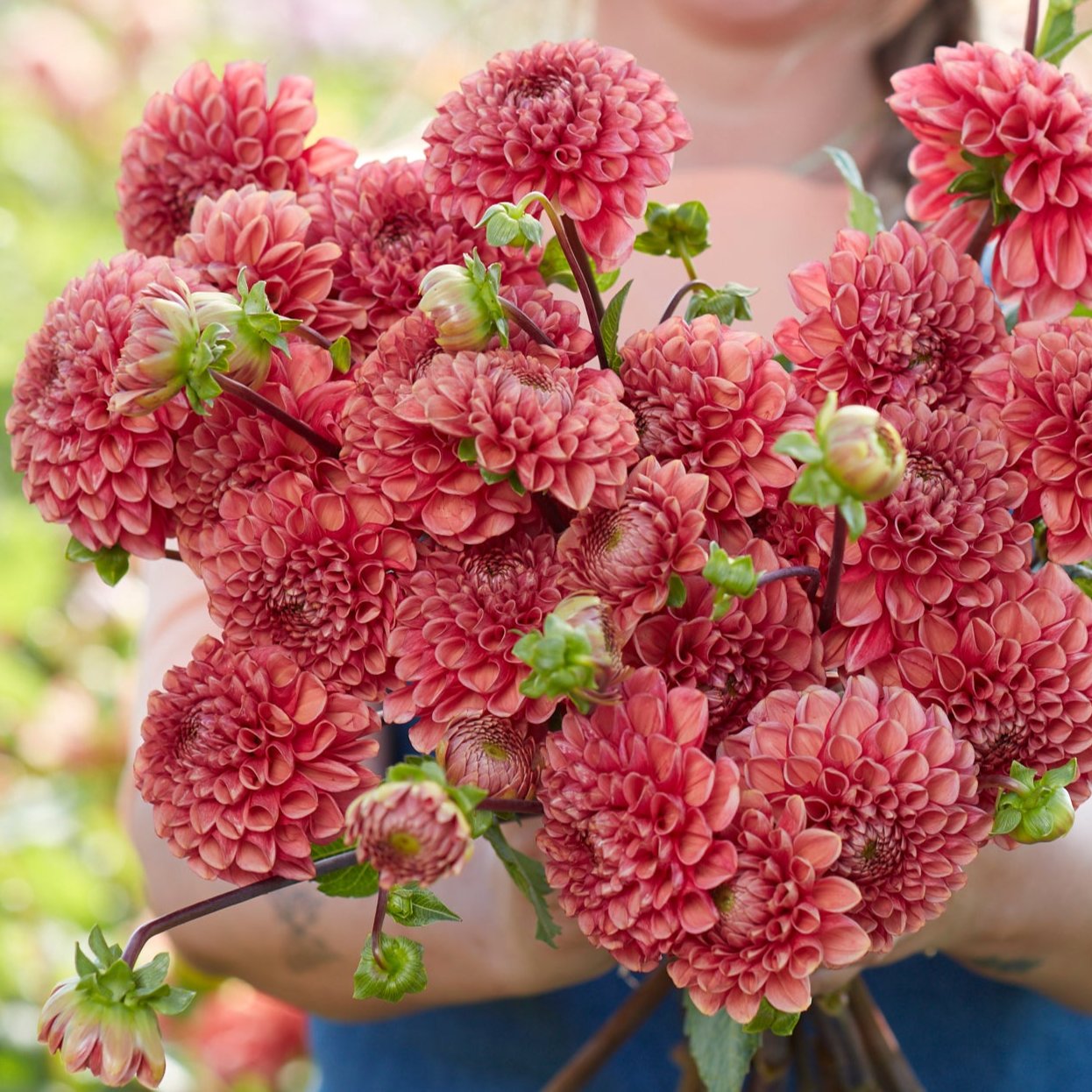 Dahlia Ariston