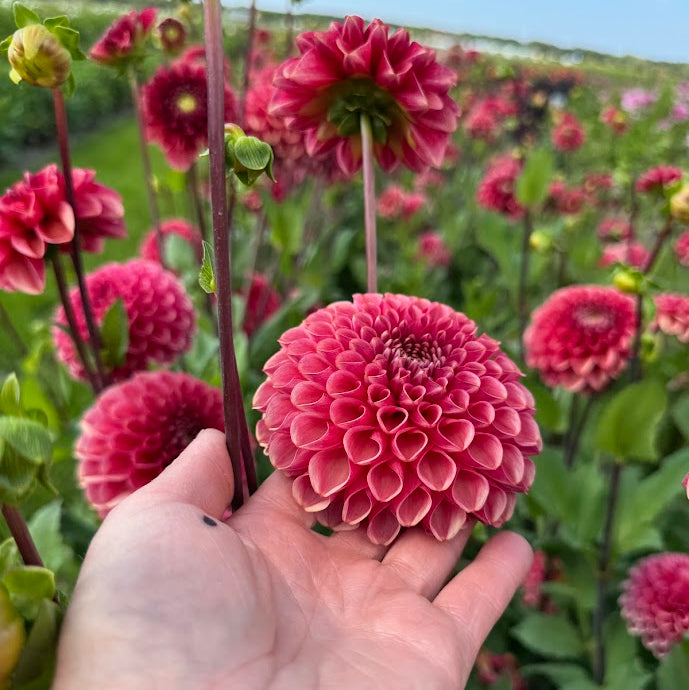 Dahlia Ariston