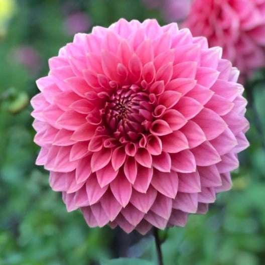 Dahlia Askwith Minnie