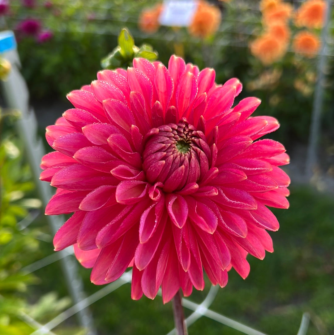 Dahlia Askwith Minnie