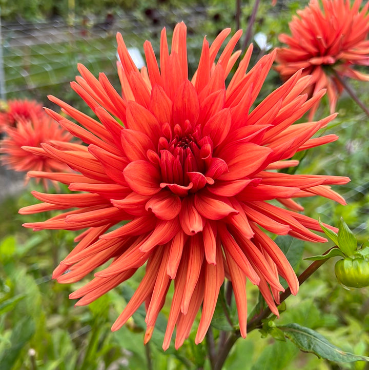 Dahlia Autumn Orange
