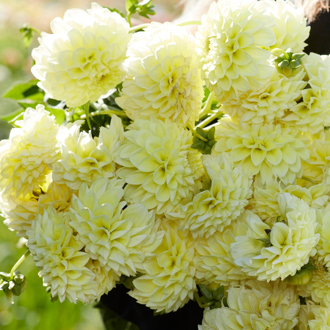 Dahlia Banana Baby