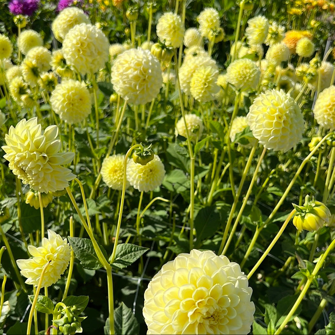 Dahlia Banana Baby