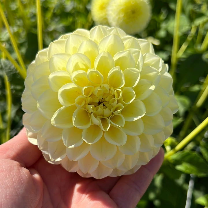 Dahlia Banana Baby
