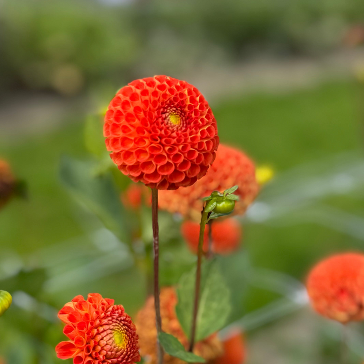 Dahlia Bantling