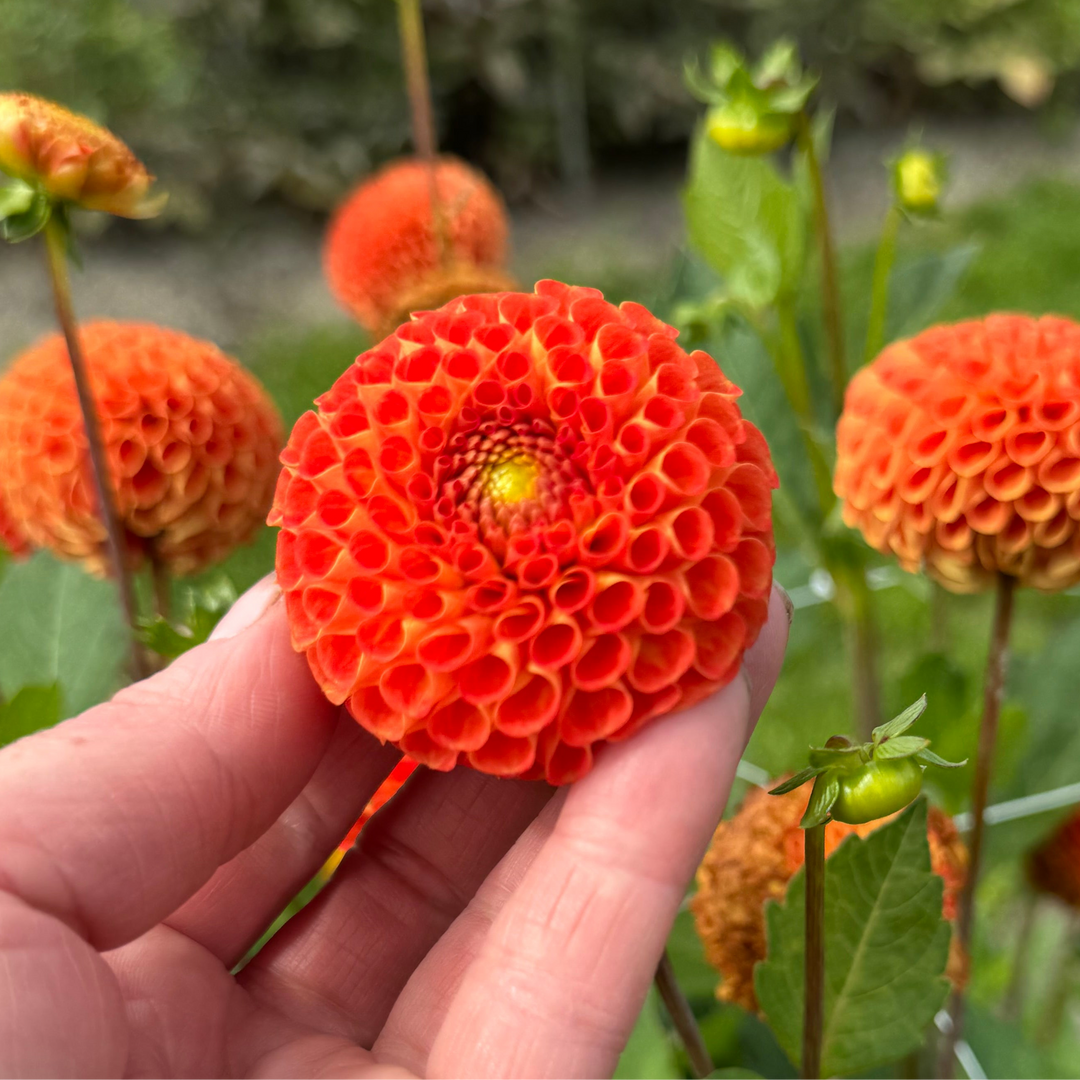 Dahlia Bantling