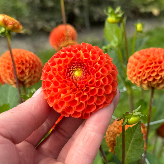 Dahlia Bantling