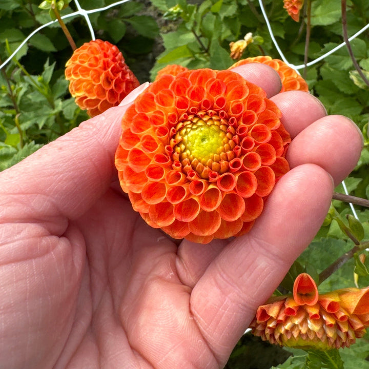 Dahlia Bantling