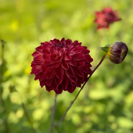 Dahlia Bazuin Fyr Nyhet!