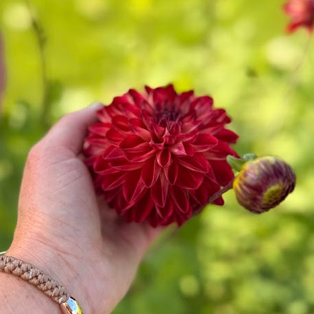Dahlia Bazuin Fyr Nyhet!