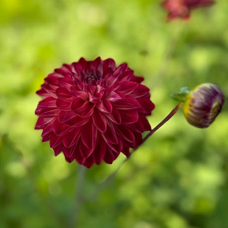 Dahlia Bazuin Fyr Nyhet!