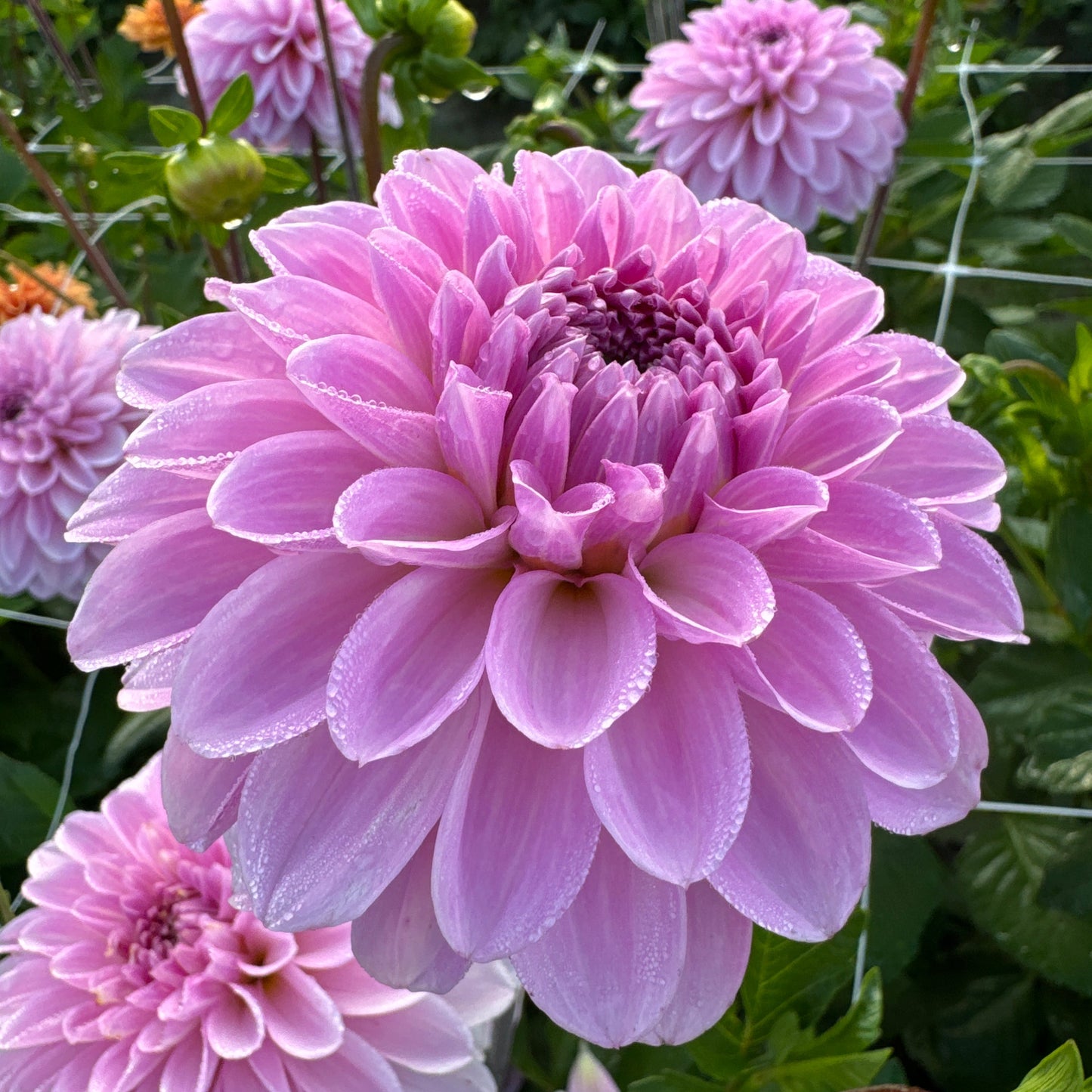 Dahlia Bazuin® Lavender