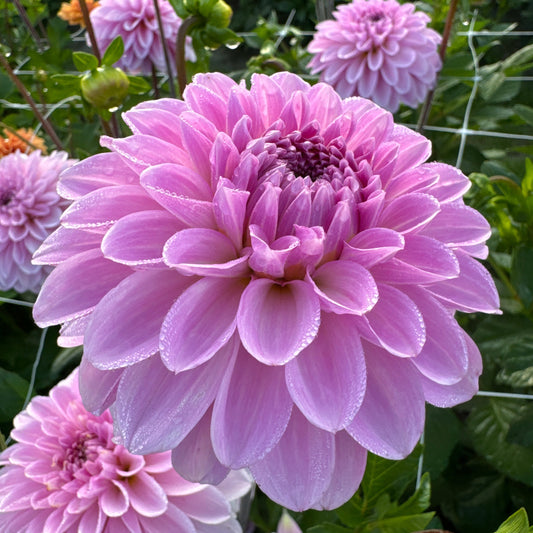 Dahlia Bazuin® Lavender