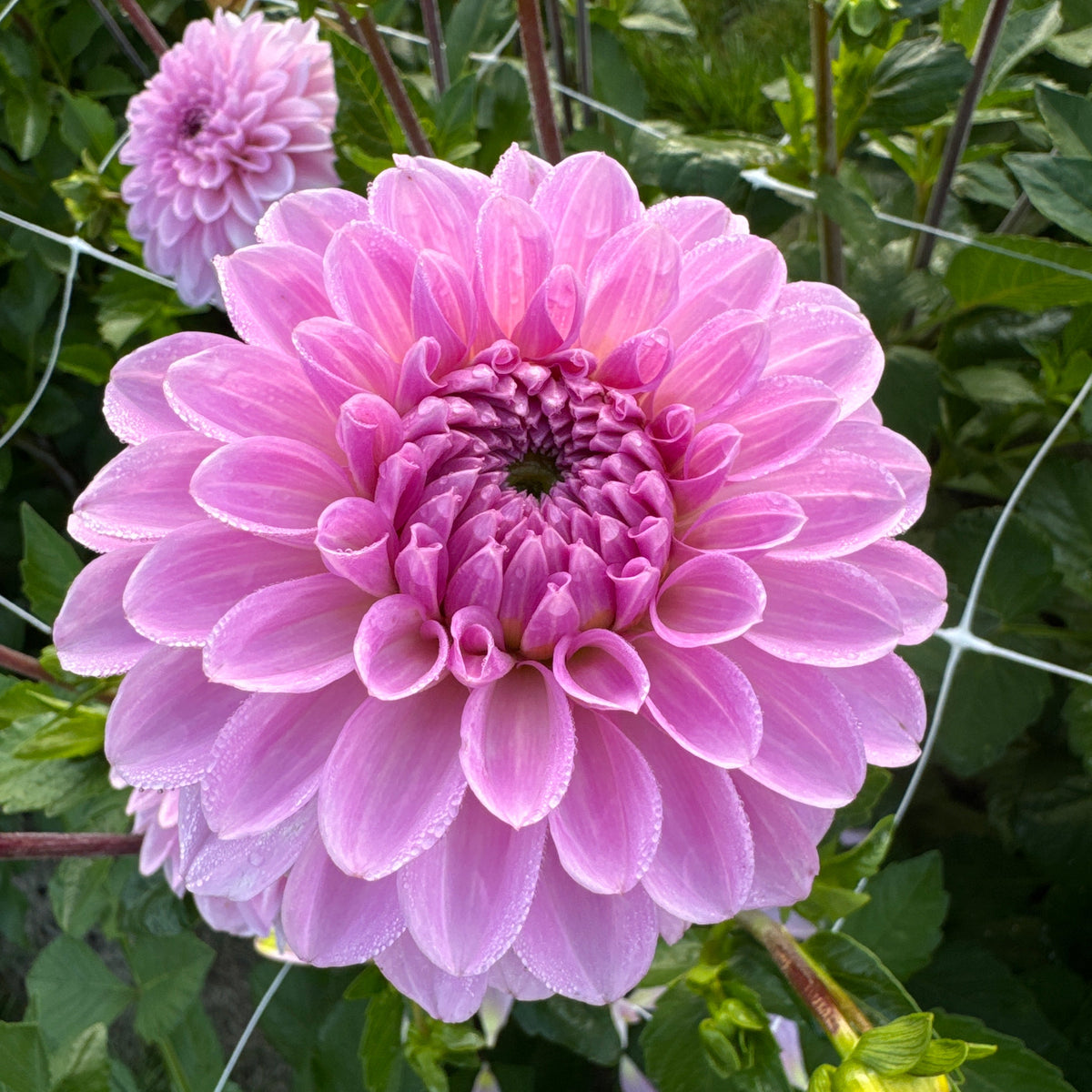 Dahlia Bazuin® Lavender