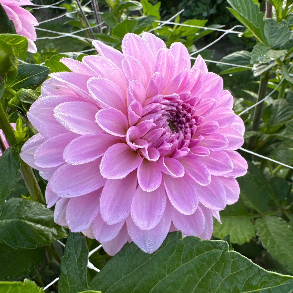 Dahlia Bazuin® Lavender