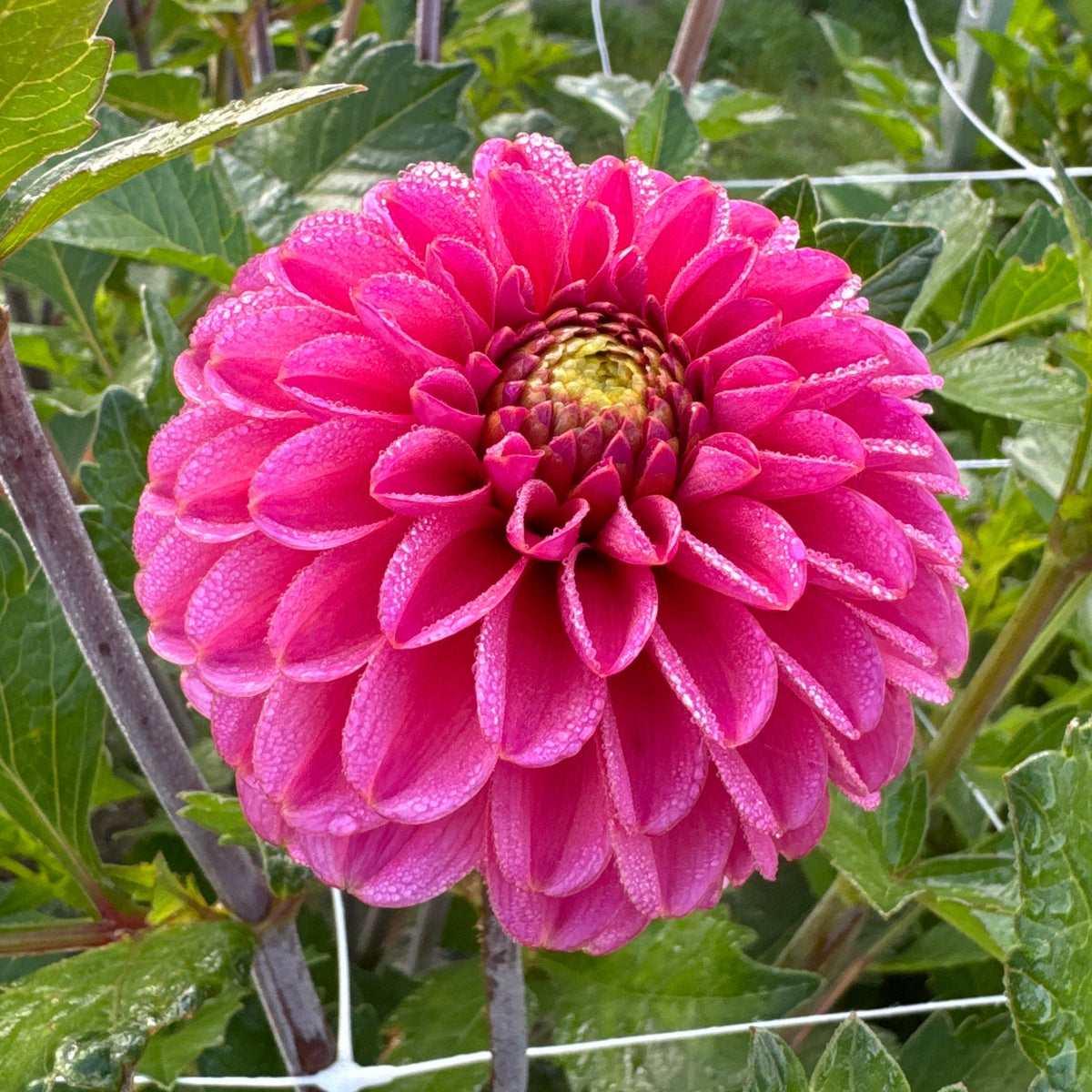 Dahlia Bazuin® Pink