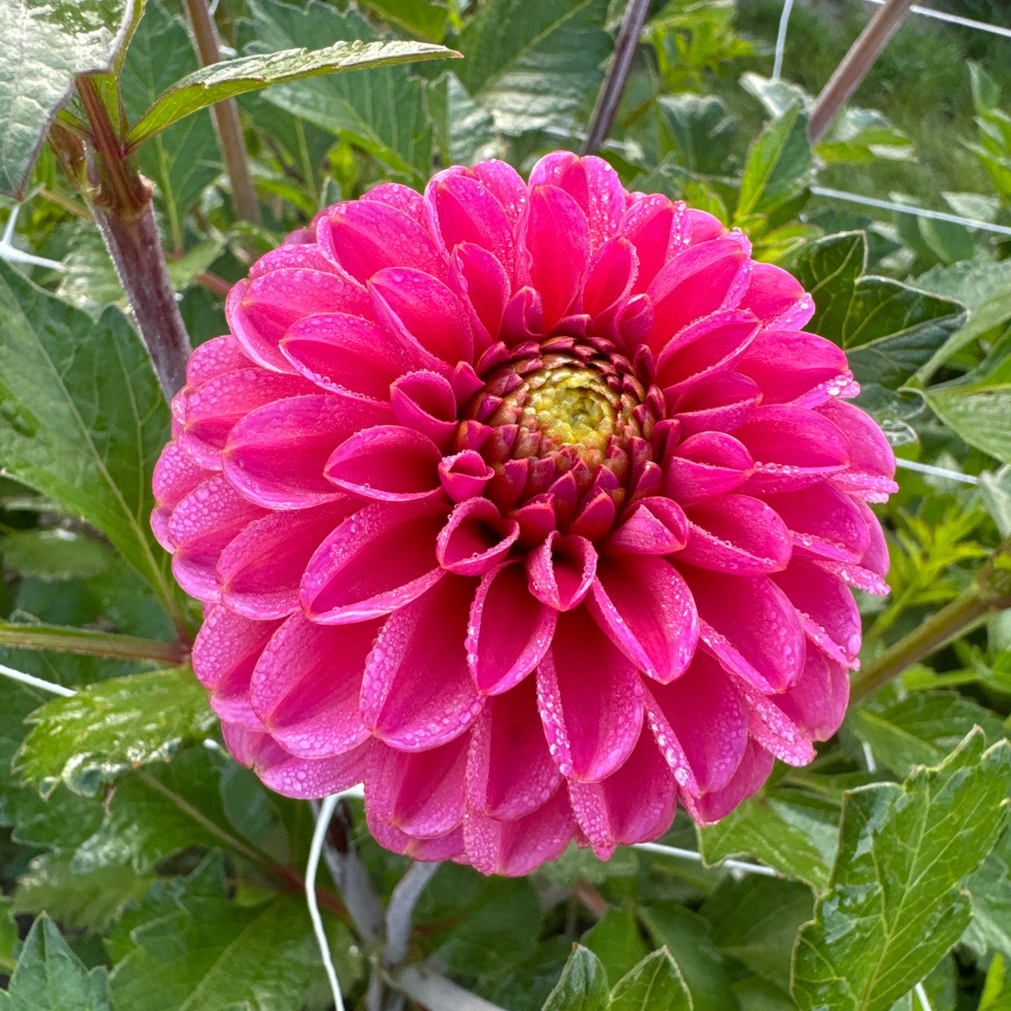 Dahlia Bazuin® Pink