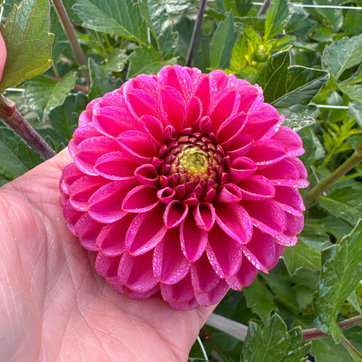Dahlia Bazuin® Pink