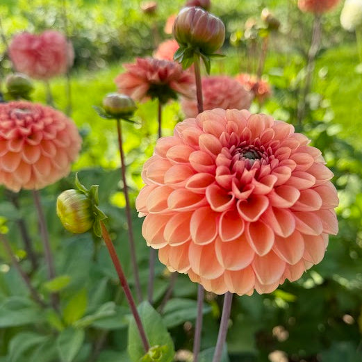 Dahlia Bazuin® Salmon Orange