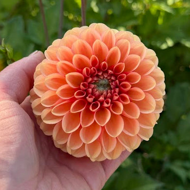 Dahlia Bazuin® Salmon Orange