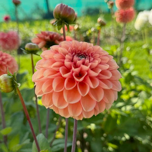 Dahlia Bazuin® Salmon Orange