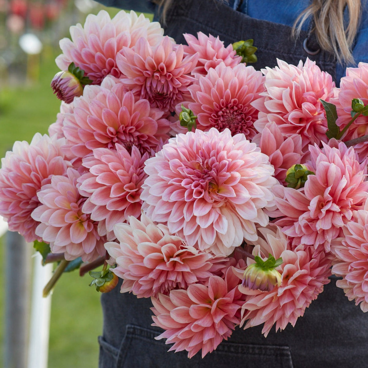 Dahlia Beauty Queen