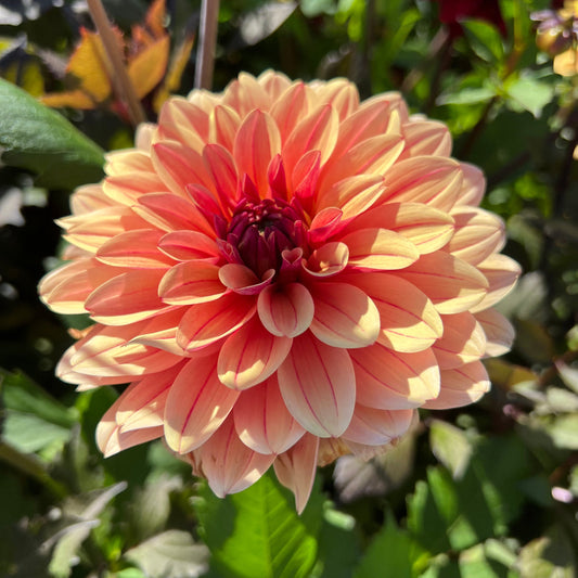 Dahlia Bee Honey Sweet