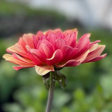 Dahlia Bee Honey Sweet