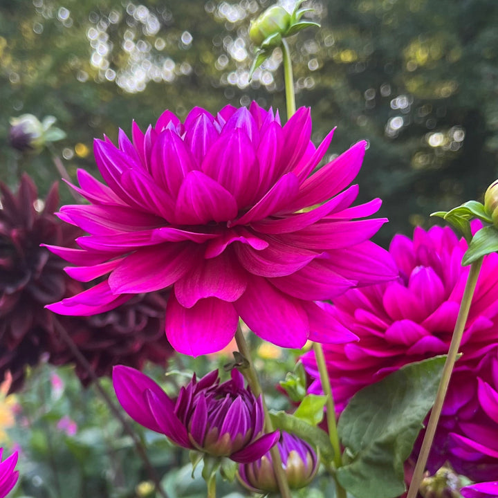 Dahlia Berner Oberland