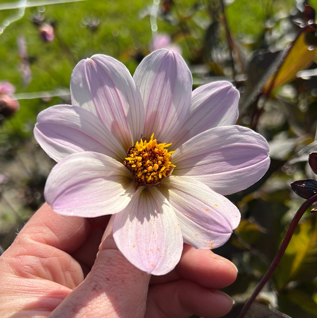 Dahlia Bishop of Dover