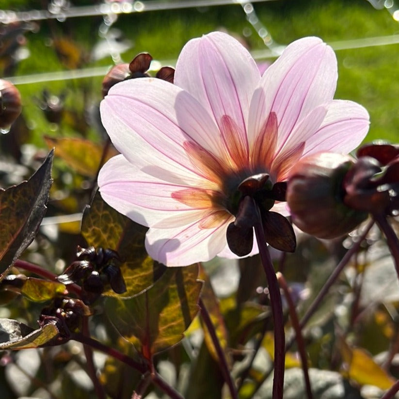 Dahlia Bishop of Dover