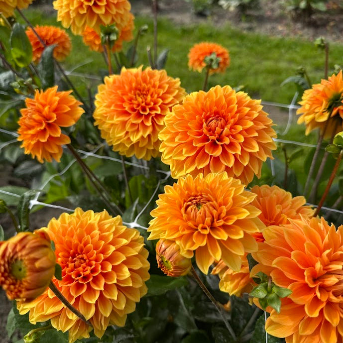 Dahlia Bizon Bronze
