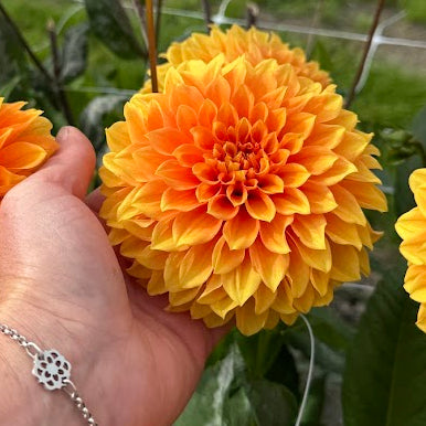 Dahlia Bizon Bronze