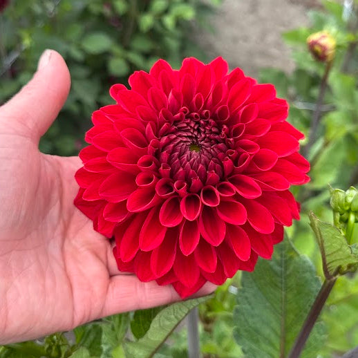 Dahlia Bizon Danebro Nyhet!