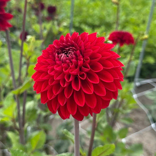 Dahlia Bizon Danebro Nyhet!