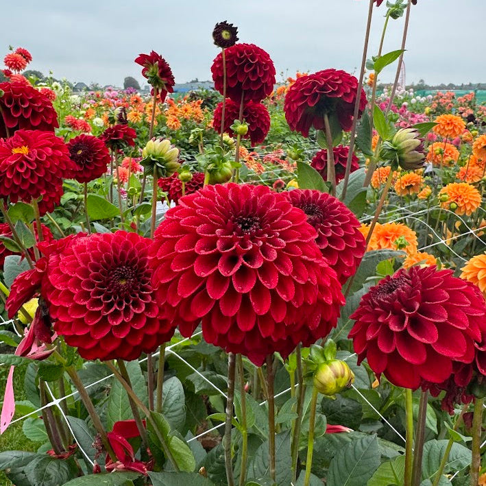 Dahlia Bizon Red