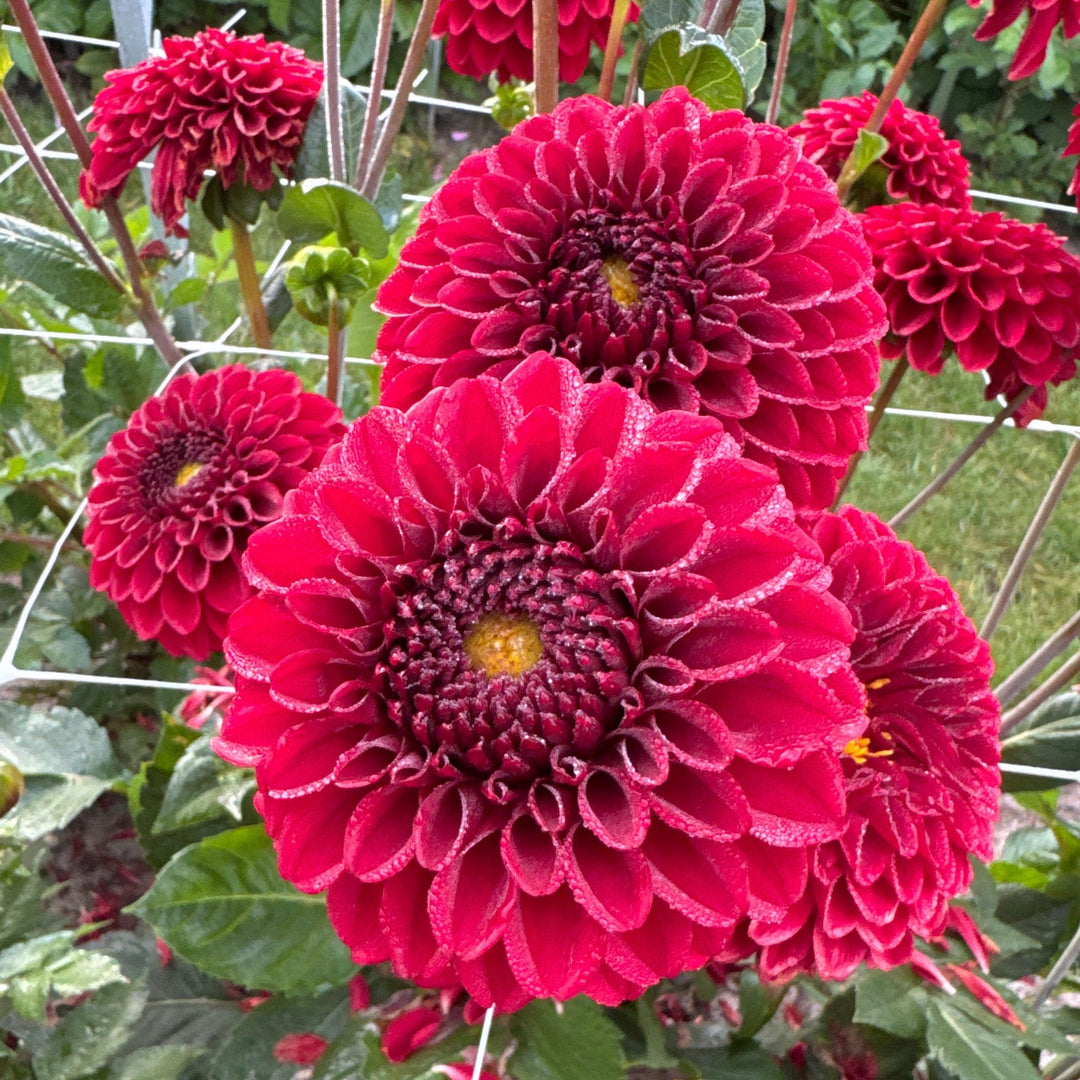 Dahlia Bizon Red